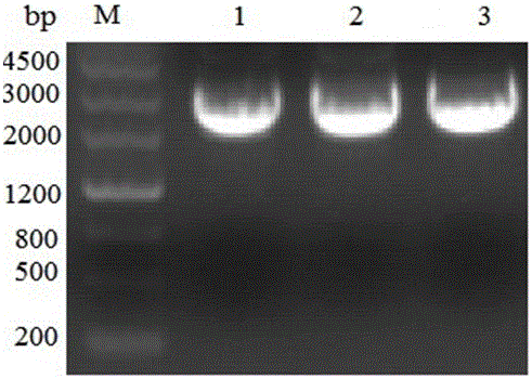 A method for preparing recombinant Pichia pastoris with pedv core antigen coe protein displayed on the surface