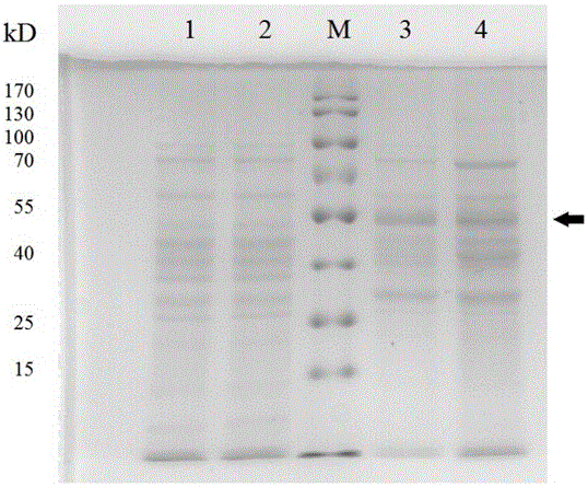 A method for preparing recombinant Pichia pastoris with pedv core antigen coe protein displayed on the surface