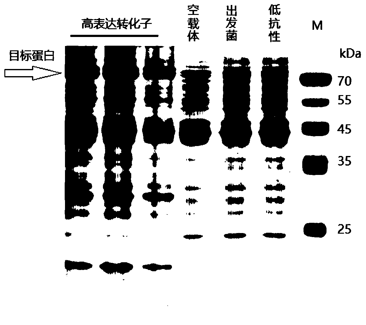 Cellulose excision enzyme artificial synthesis gene and protein and recombinant vector thereof