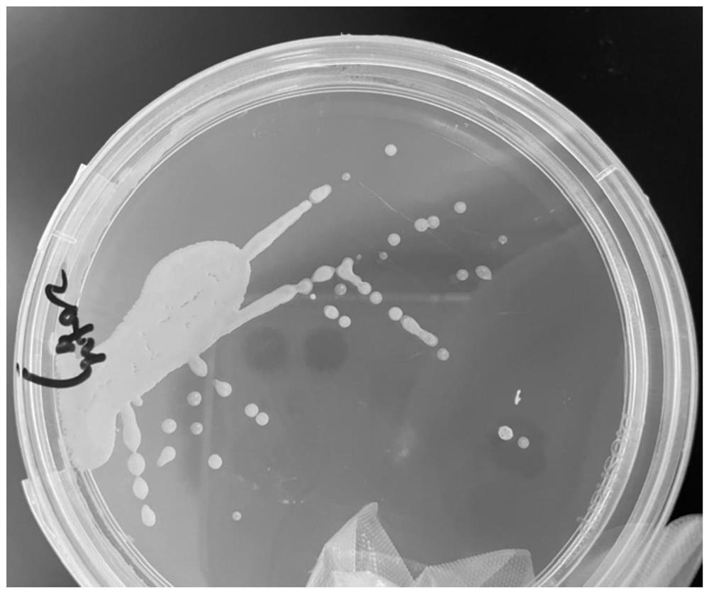 Salt-tolerant bacillus amyloliquefaciens with high self-aggregation capability and application thereof in denitrification