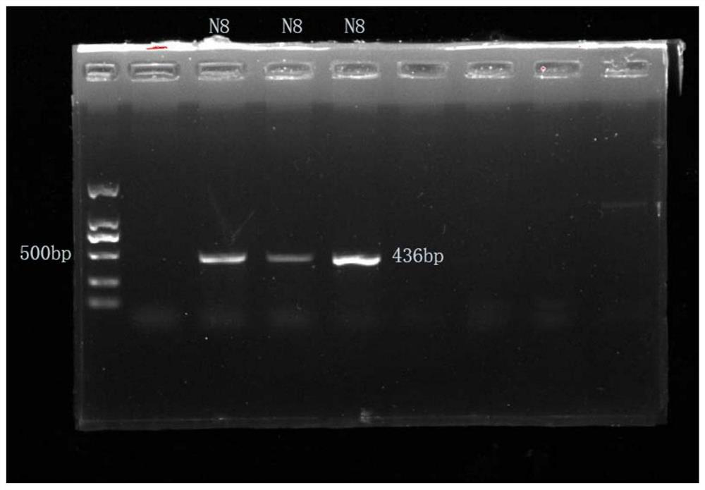 Salt-tolerant bacillus amyloliquefaciens with high self-aggregation capability and application thereof in denitrification