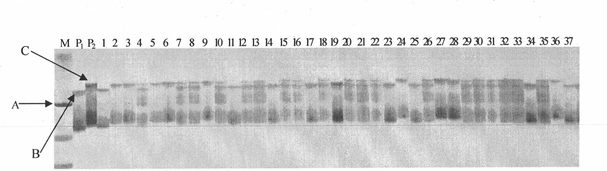 Brown spot resistant, sensitive gene fragment of cucumber and uses thereof