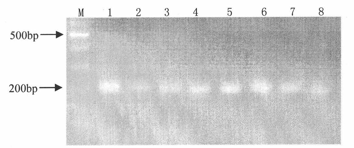 Brown spot resistant, sensitive gene fragment of cucumber and uses thereof