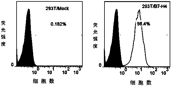 Anti-human B7-H4 monoclonal antibody, and preparation method and application thereof