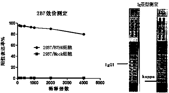 Anti-human B7-H4 monoclonal antibody, and preparation method and application thereof