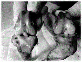 Porous cross pin for operational internal fixation of anterior cruciate ligament for tissue engineering
