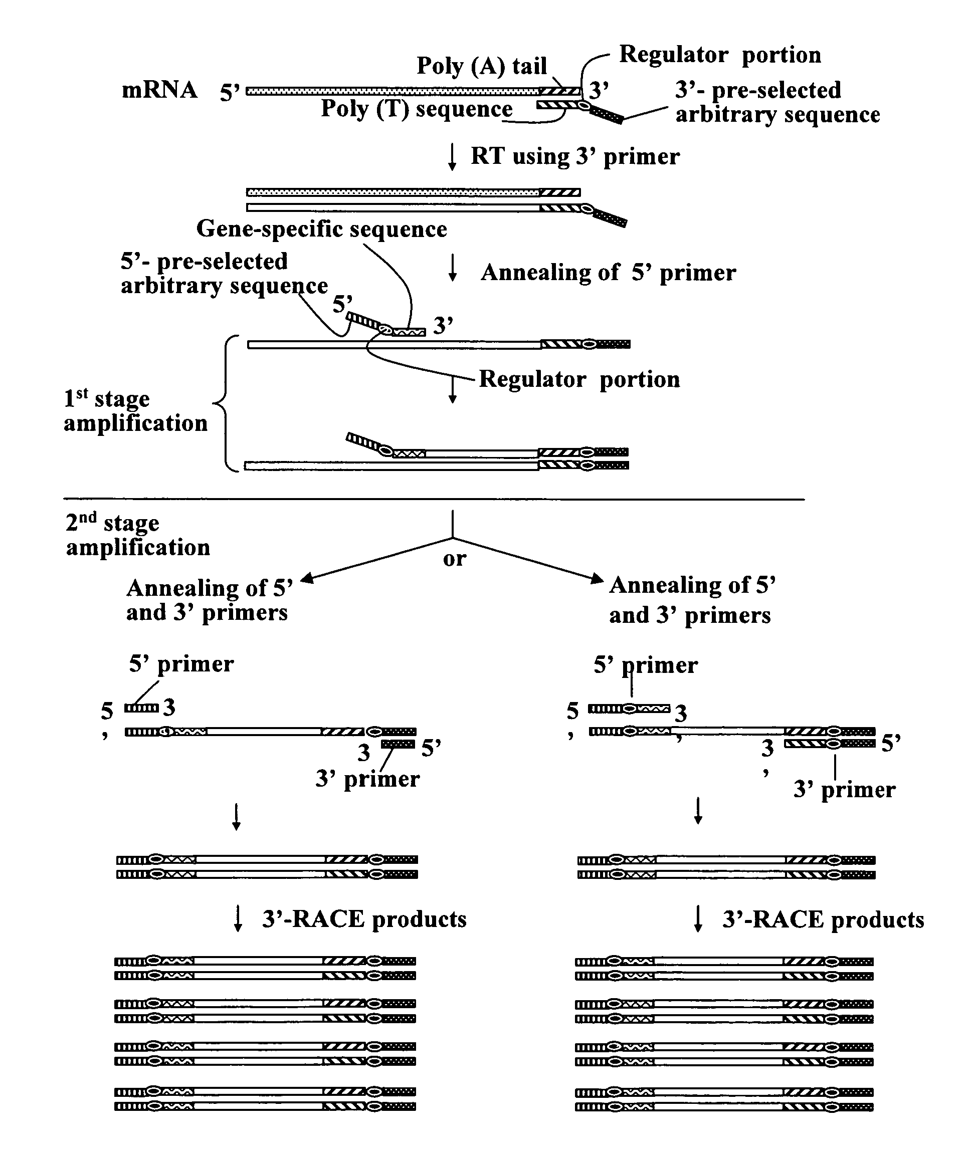 Annealing control primer and its uses