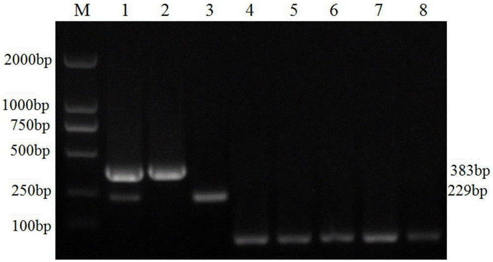 Porcine Deltacoronavirus and swine transmissible gastroenteritis virus multiplex RT-PCR detection primer and detection method