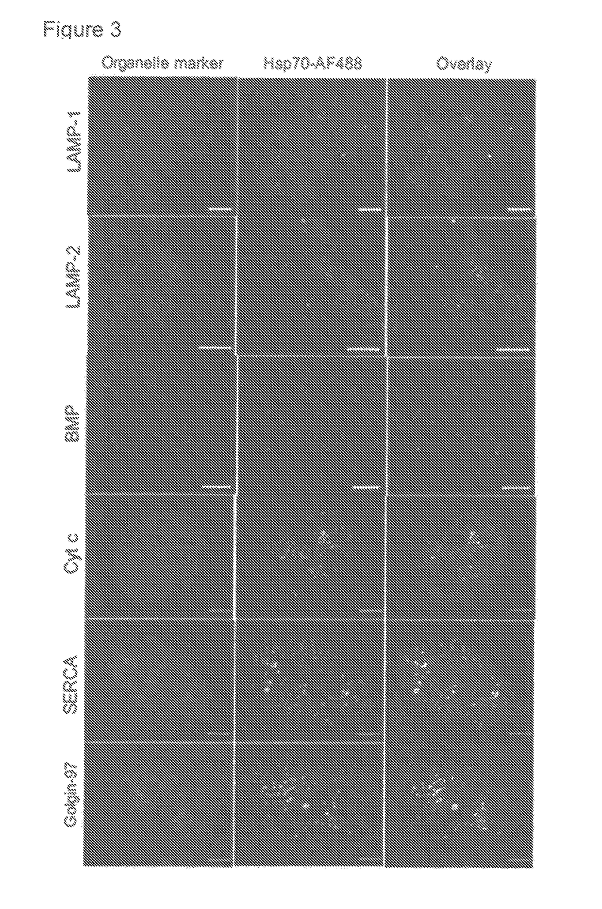 Methods for increasing intracellular activity of Hsp70