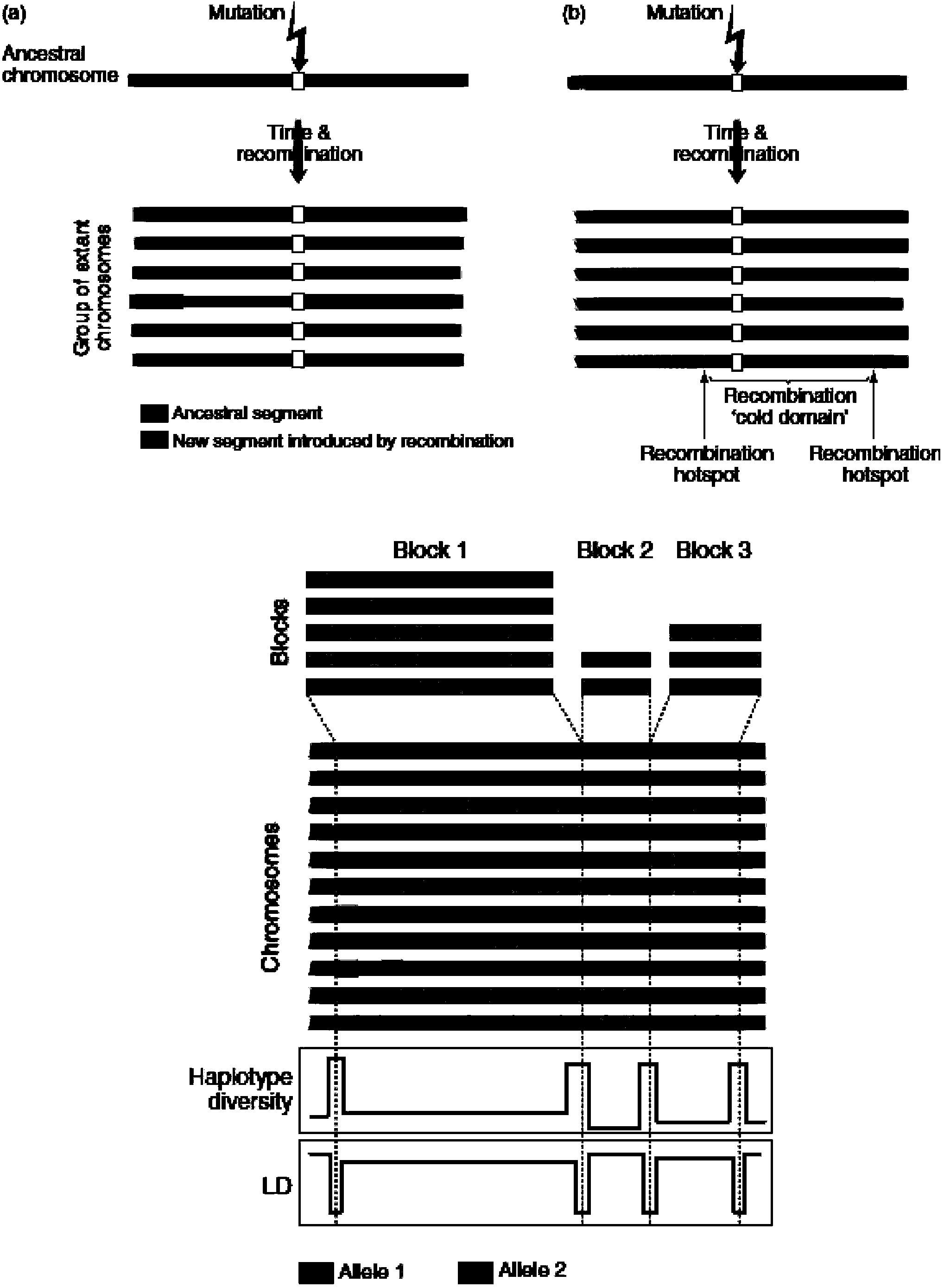 Method for detecting exome mononucleotide coverage rate