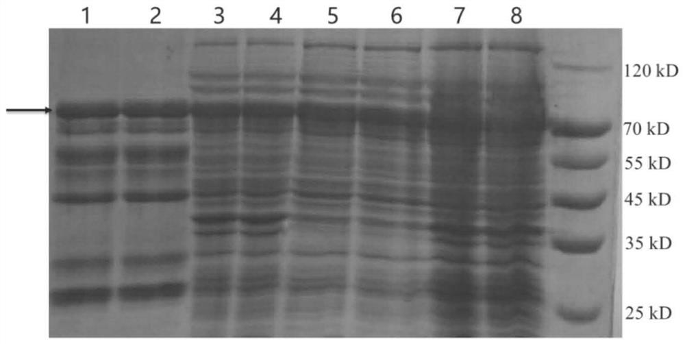 A kind of maize zmbhlh55 transcription factor and its application