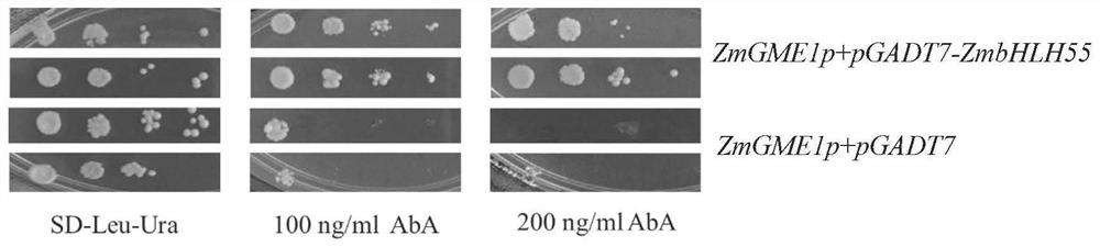 A kind of maize zmbhlh55 transcription factor and its application