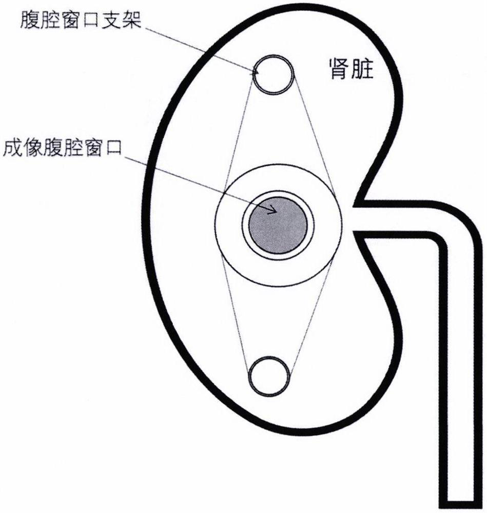 Animal belly window manufacturing method suitable for optical in-vivo organ imaging