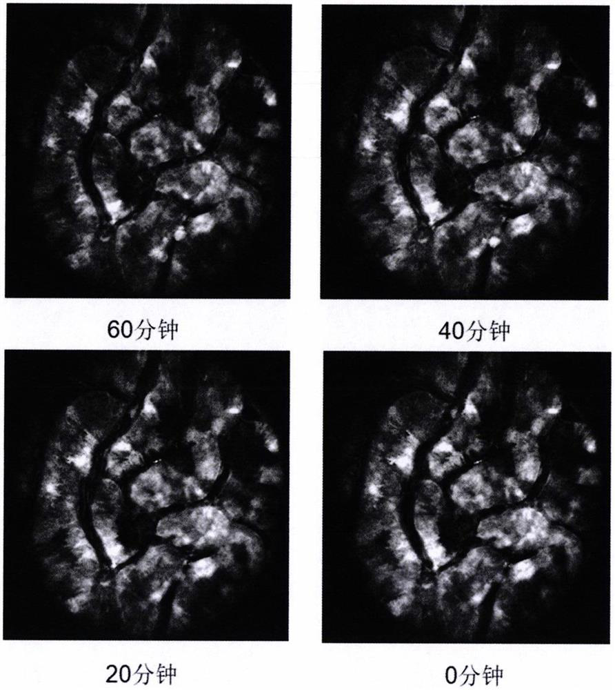 Animal belly window manufacturing method suitable for optical in-vivo organ imaging