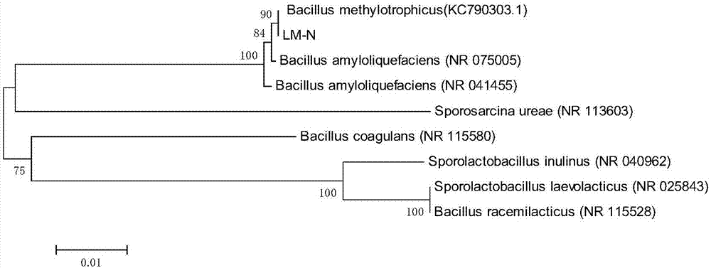 Methylotroph bacillus and application thereof