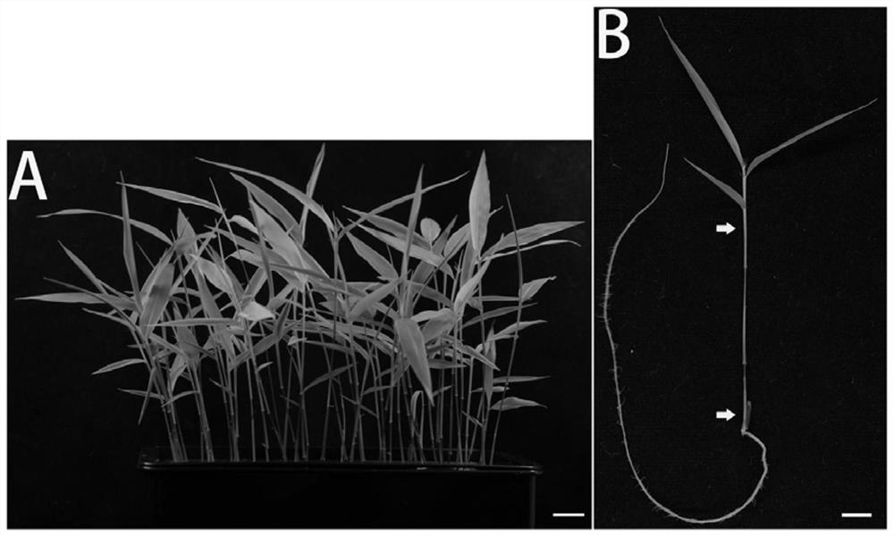 Preparation of phyllostachys pubescens protoplast and establishment of transient conversion system