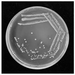 Acinetobacter guillouiae PxCG3 strain of plutella xylostella (L) and application of acinetobacter guillouiae PxCG3 strain