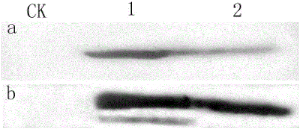 Preparation method of ricefield eel aldo-keto reductase polyclonal antibody