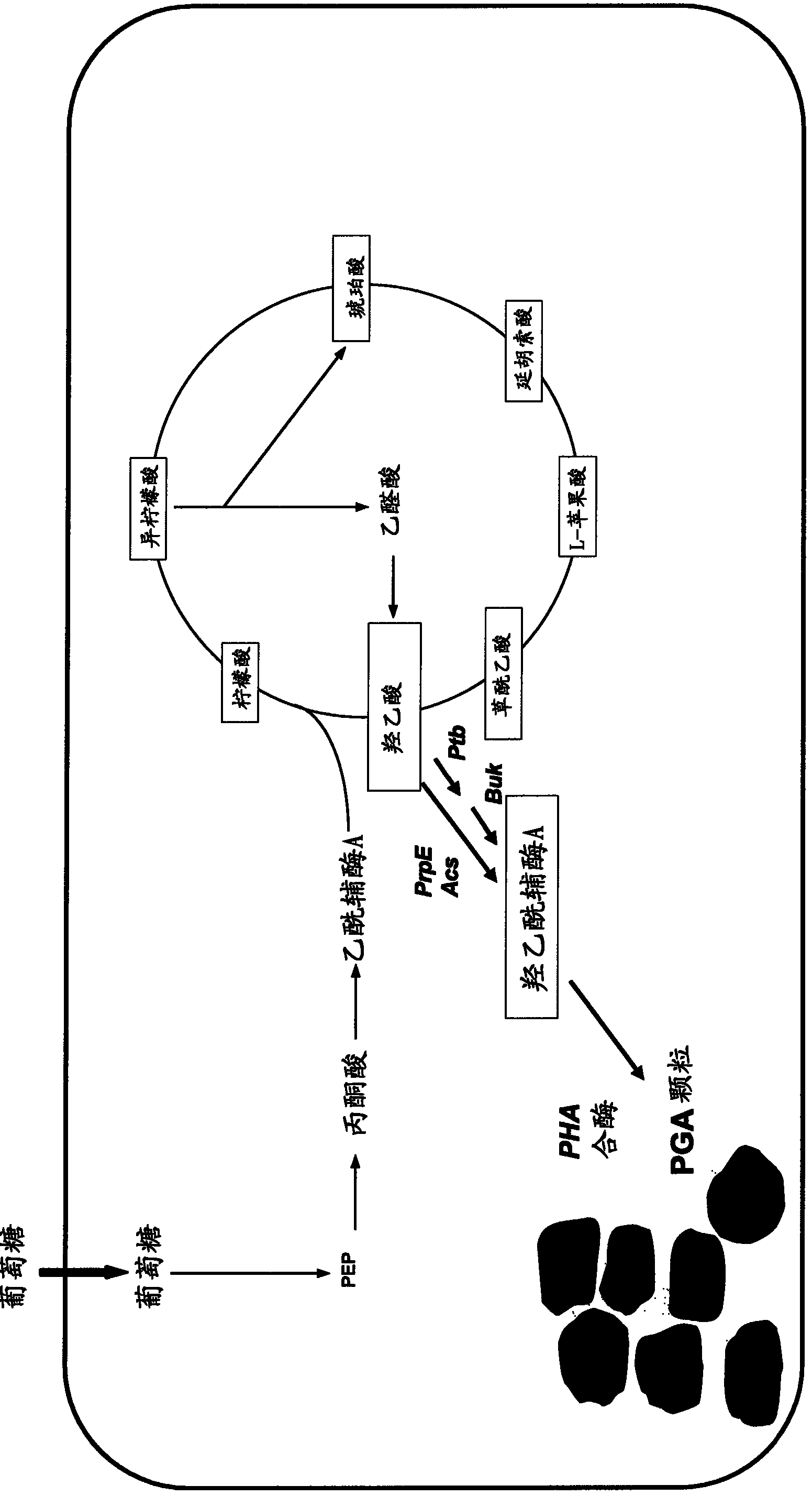 Method for polymerising glycolic acid with microorganisms