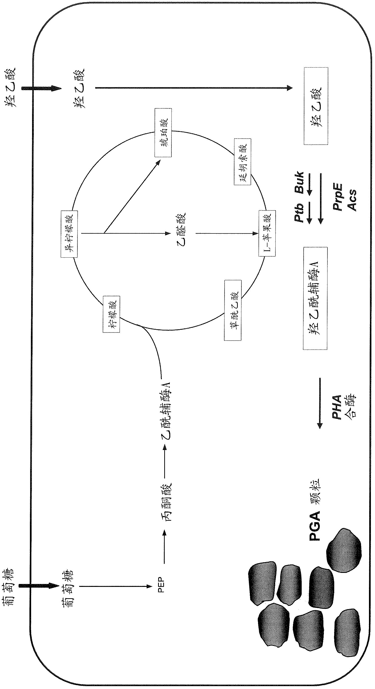 Method for polymerising glycolic acid with microorganisms