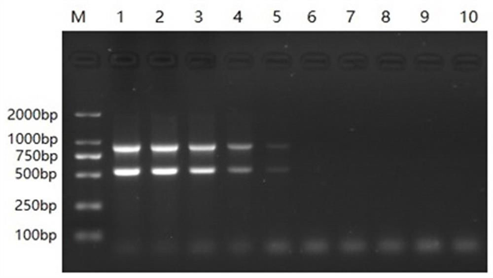 A primer set and dual RT-PCR method for the detection of bovine norovirus and bovine coronavirus