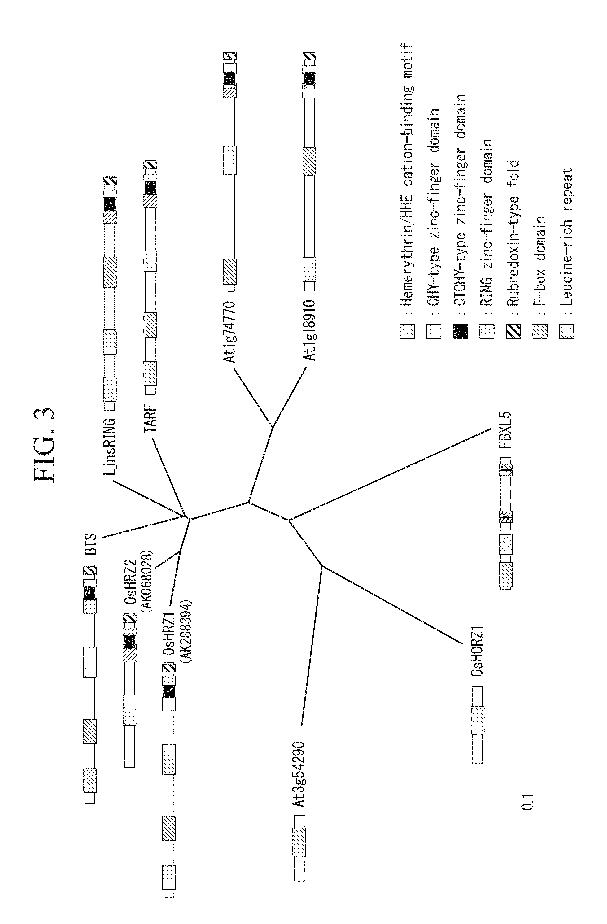 Iron-zinc binding control factor, and technique for improving iron deficiency tolerance of plant and enhancing iron and zinc accumulation in edible part thereof by controlling expression of novel iron-zinc binding control factor