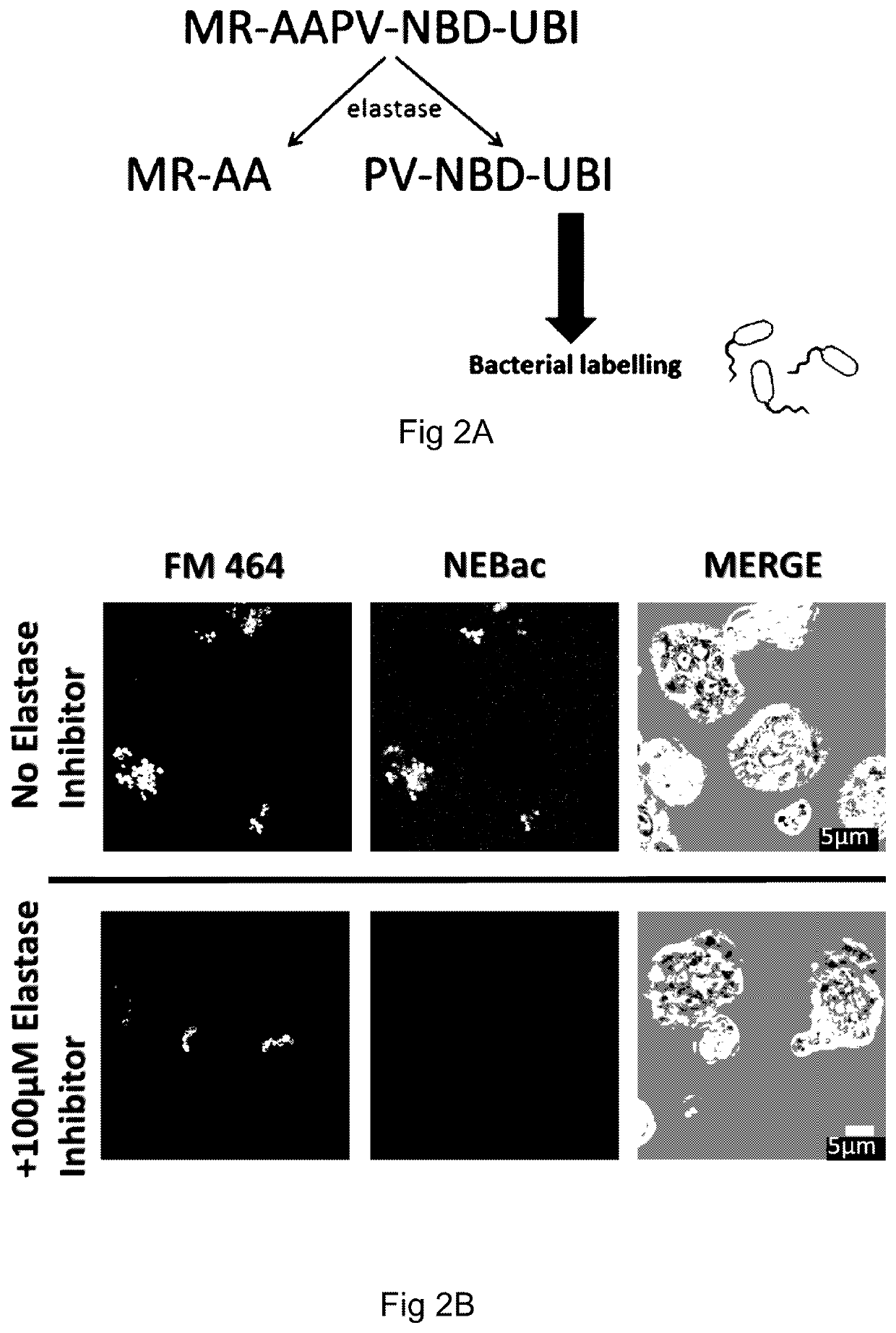 Molecular probes for detecting gram-negative bacteria in vitro and in vivo