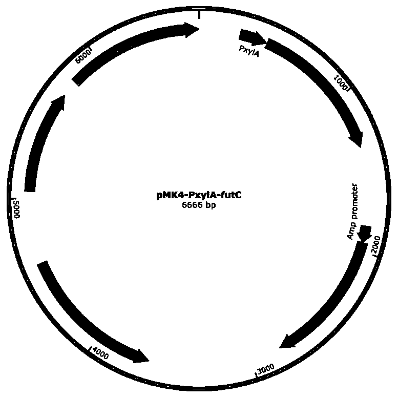 Method for producing 2'-fucosyllactose by using escherichia coli