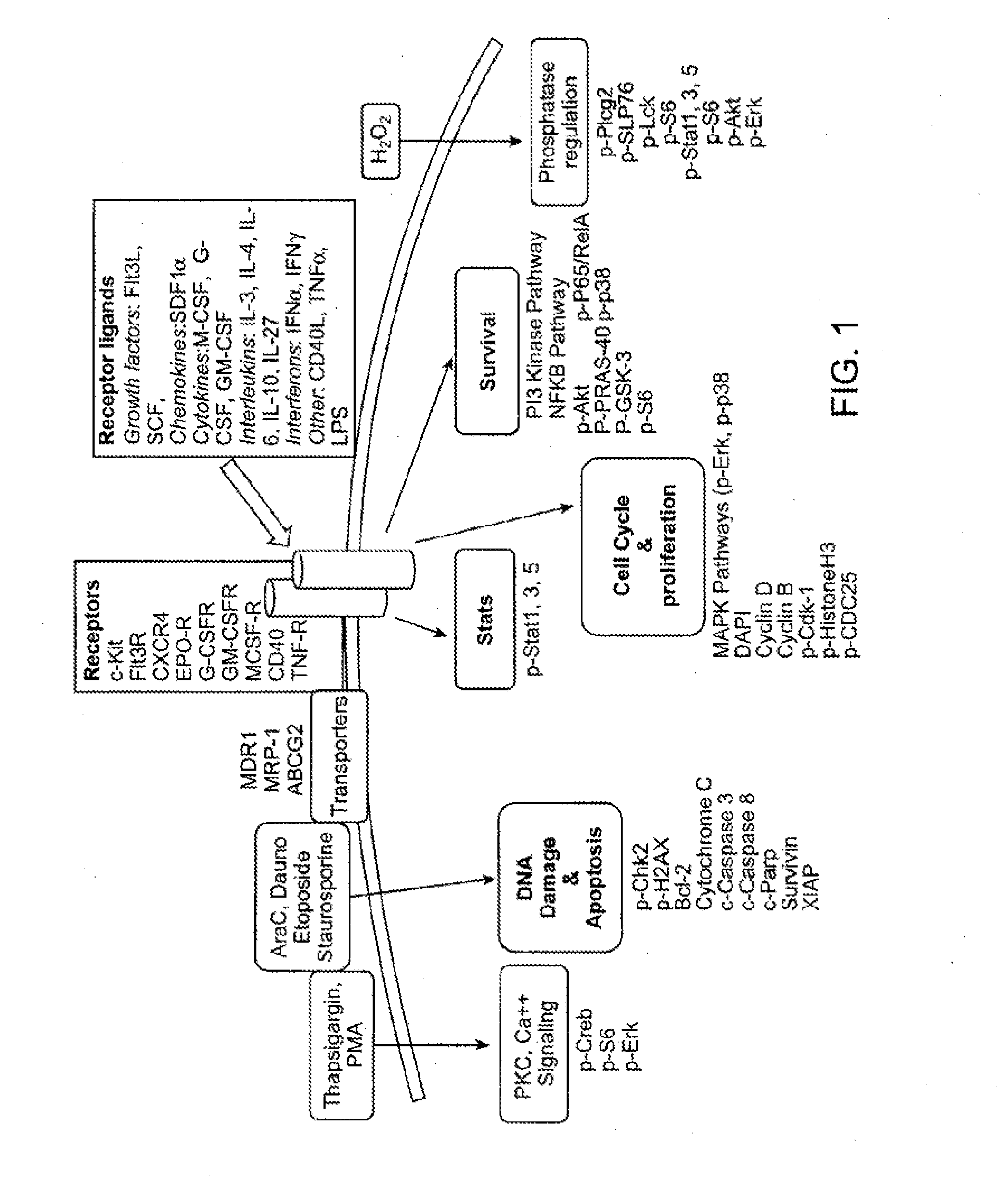 Methods for Diagnosis, Prognosis and Methods of Treatment