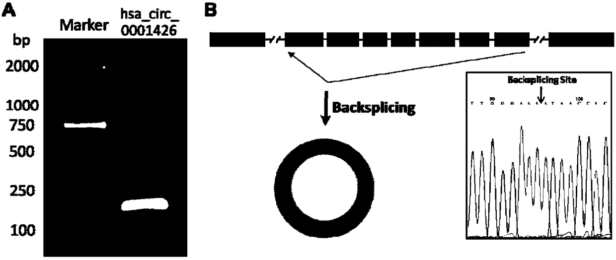 Circular RNA for diagnosing RSV infection and application thereof