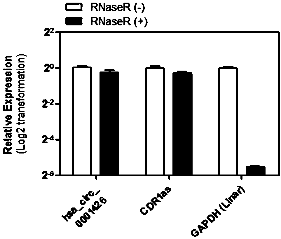 Circular RNA for diagnosing RSV infection and application thereof