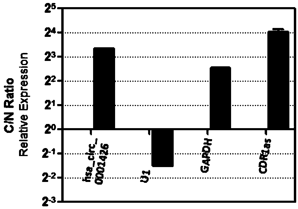 Circular RNA for diagnosing RSV infection and application thereof