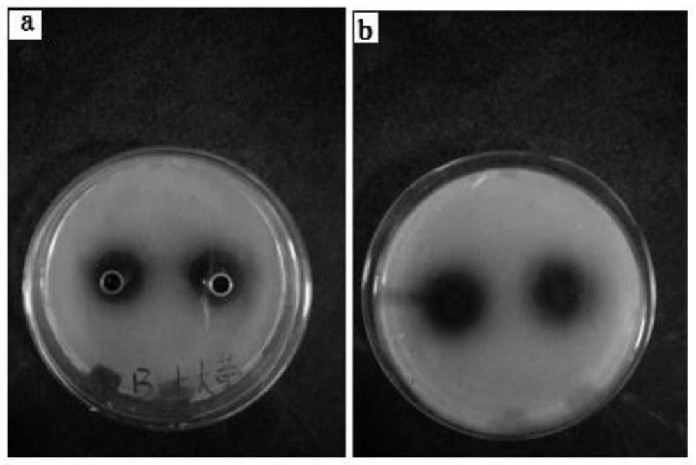 A tetracycline-resistant Escherichia coli and its application