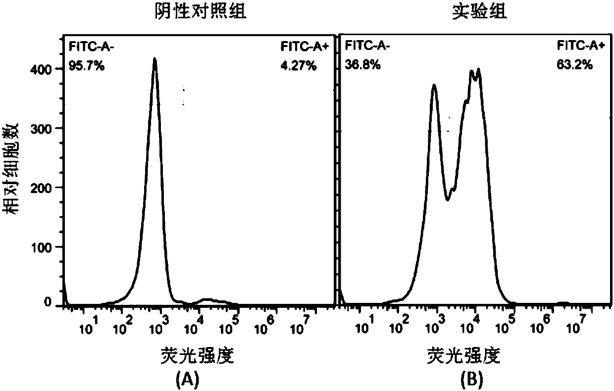 Single-chain antibody targeting HER2, chimeric antigen receptor T cell, preparation method and application thereof