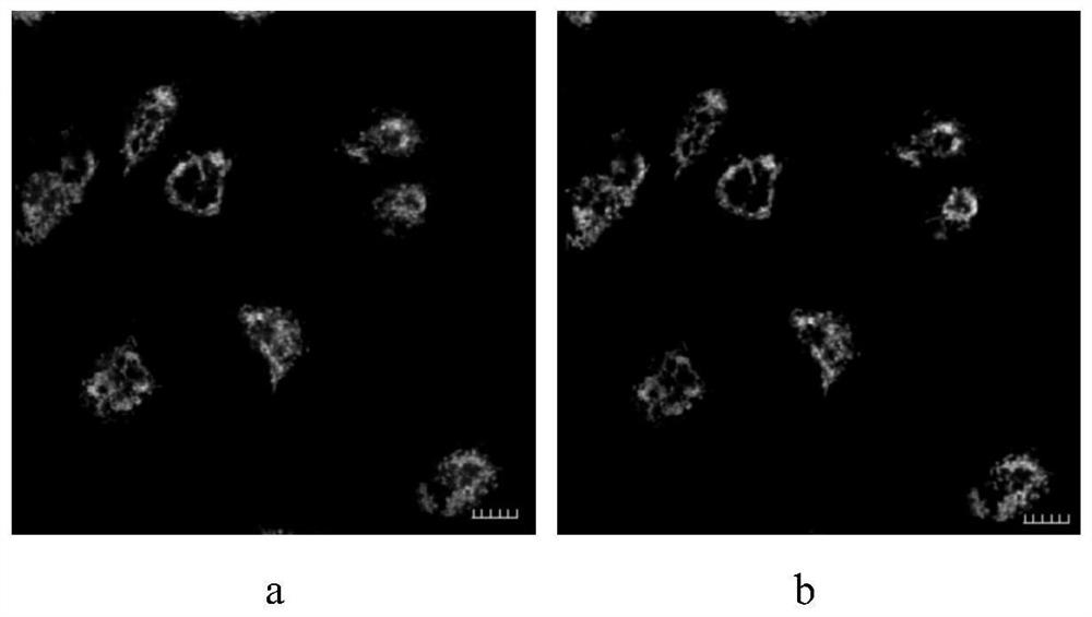 A fluorescent probe targeting mitochondrial g-quadruplex in living cells and its application