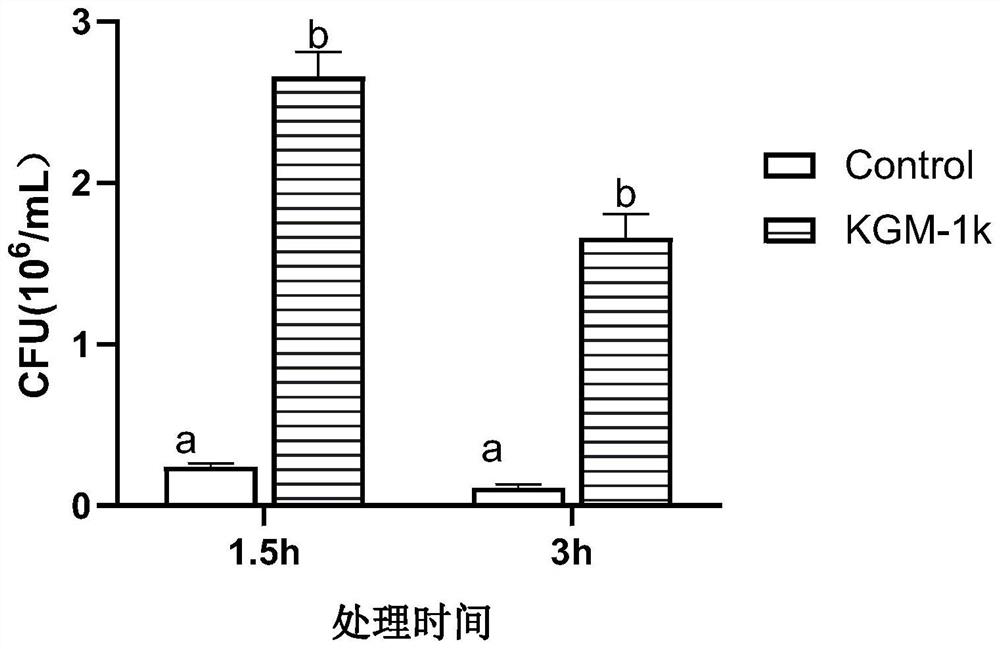 Application of konjac polysaccharide degradation products kgm-1k and kgm-5k in the preparation of probiotic protective agent