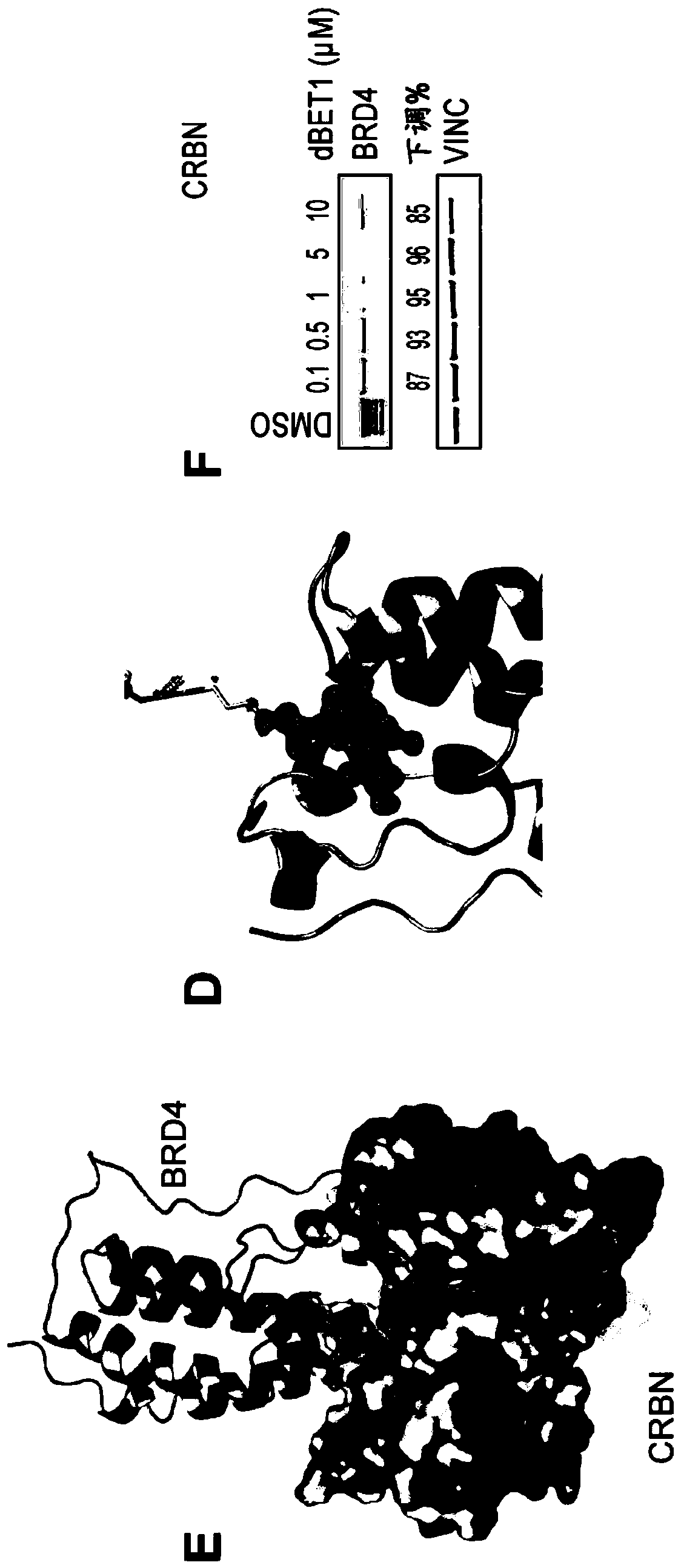 Method for inducing target protein degradation by bifunctional molecules