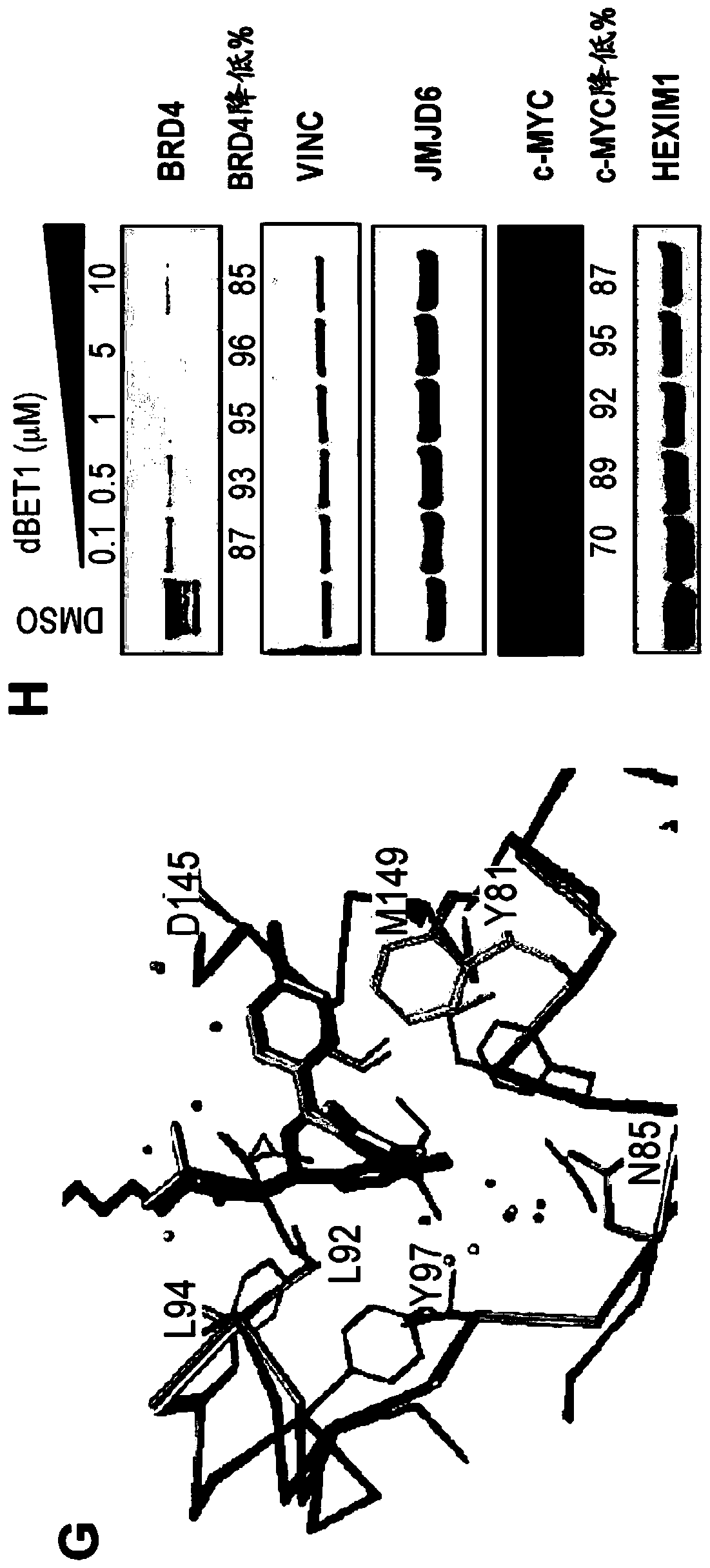 Method for inducing target protein degradation by bifunctional molecules