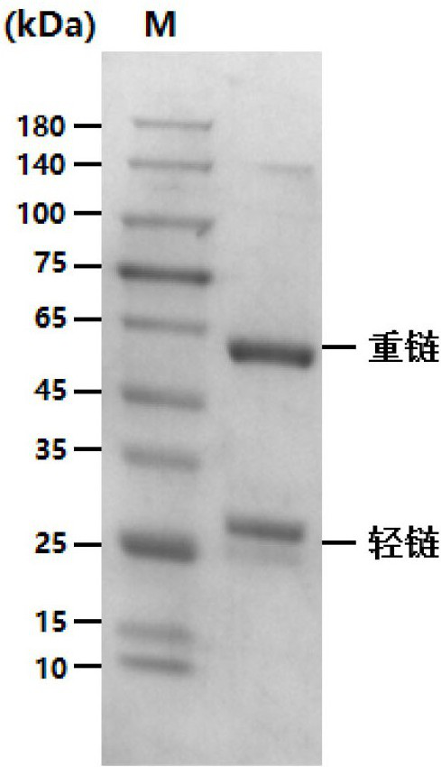 Taq enzyme 5'-3' exonuclease activity blocking monoclonal antibody and application thereof