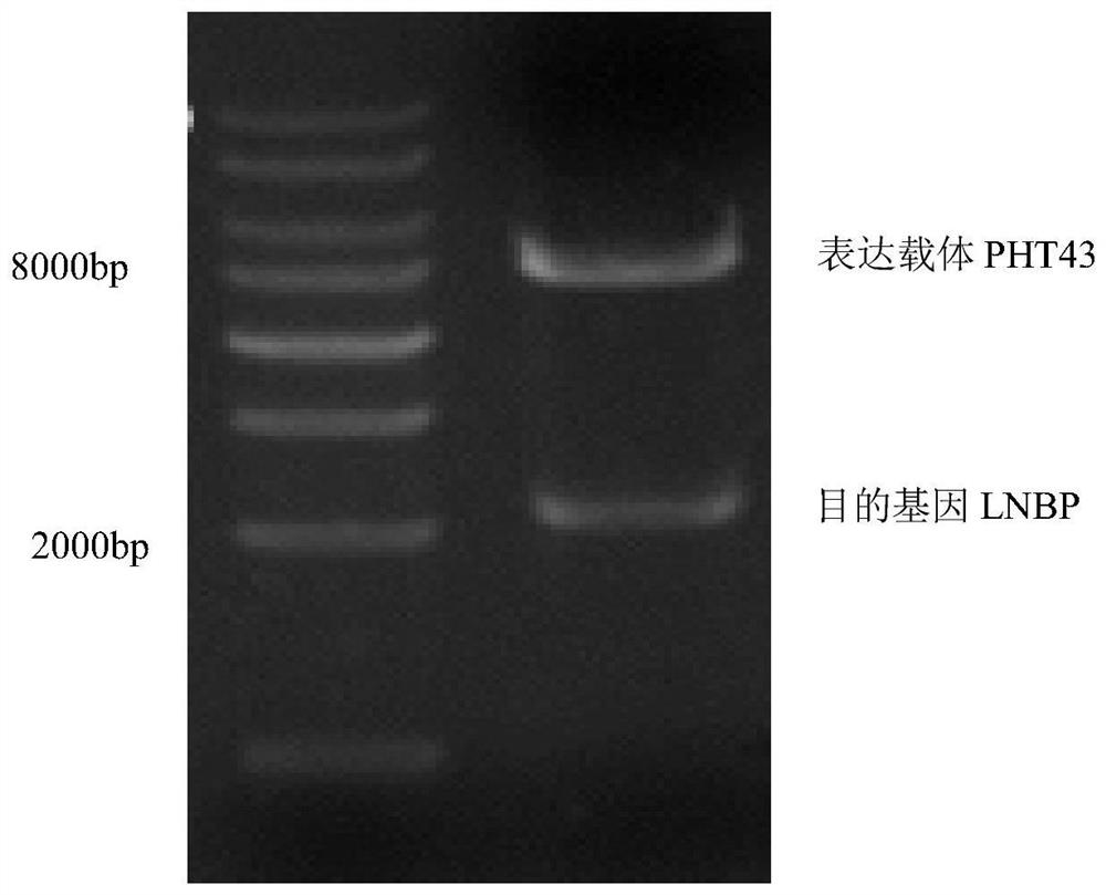 A method for expressing and preparing lactobiose phosphorylase