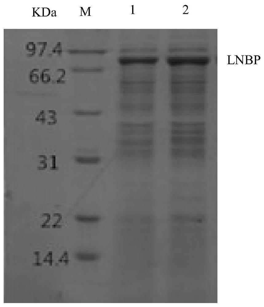 A method for expressing and preparing lactobiose phosphorylase