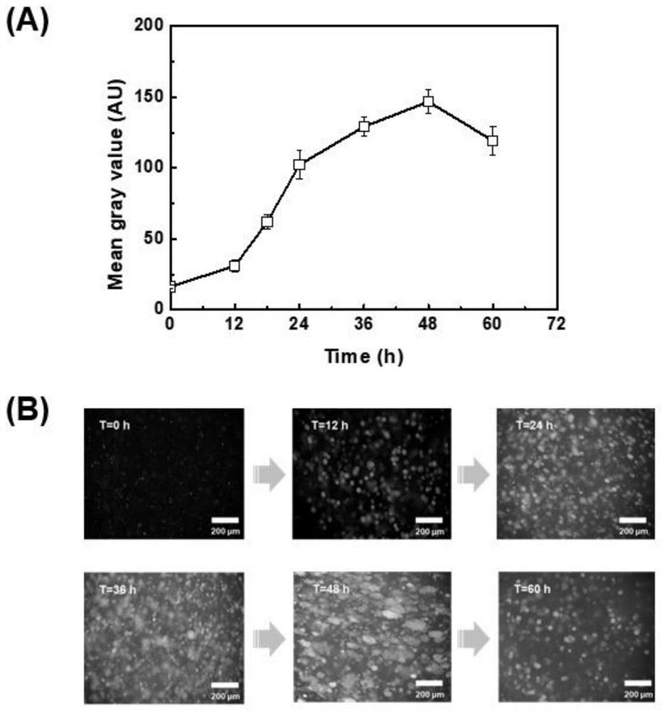 Method for constructing coexistence of aerobic fungi and facultative or anaerobic microorganisms by utilizing 3D printing