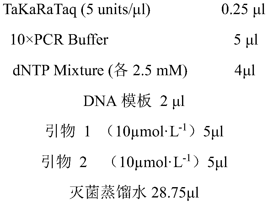 New strain of Corynebacteria styli and its cultivation method and use