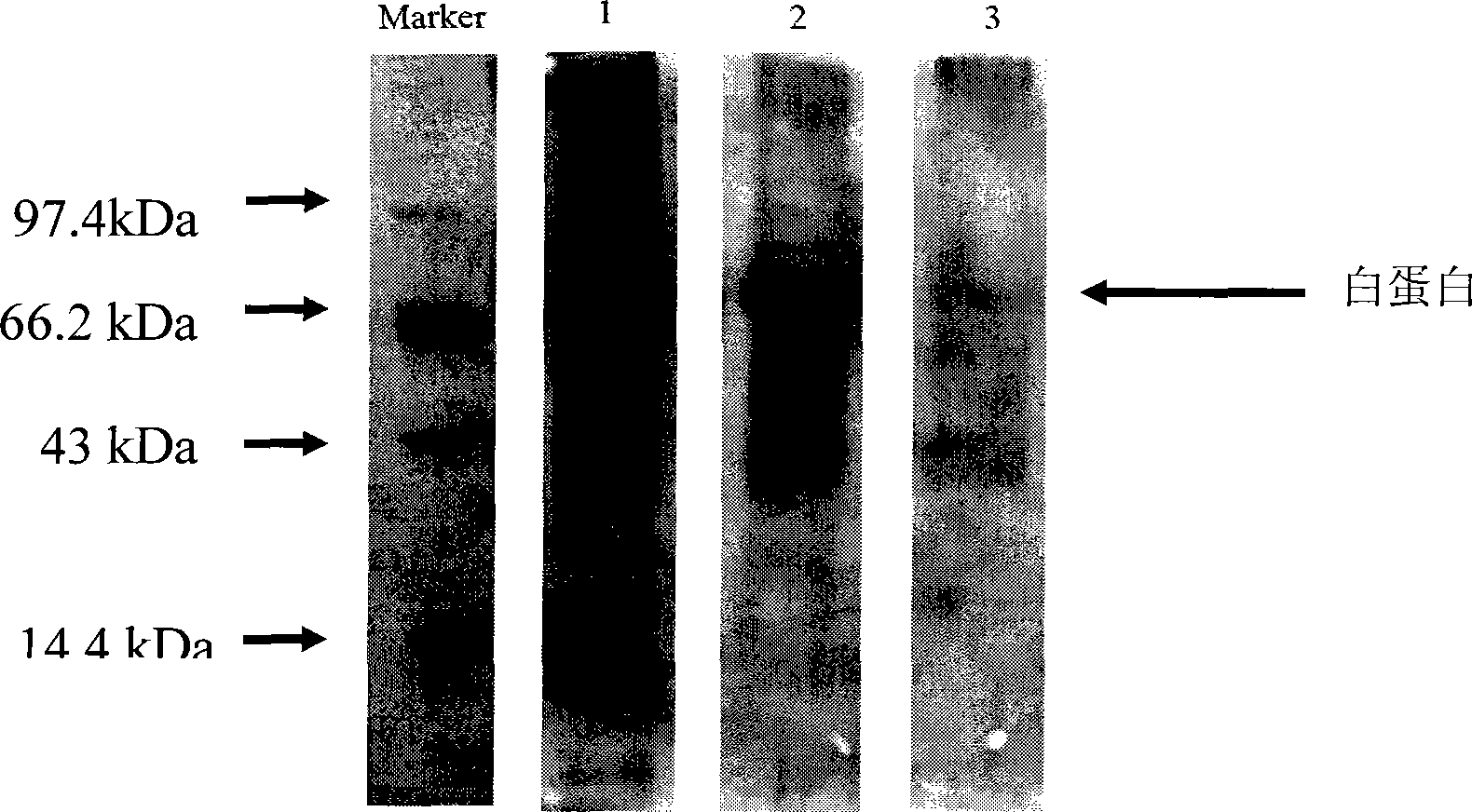 Protein imprinted material and use thereof for removing albumin from human blood serum