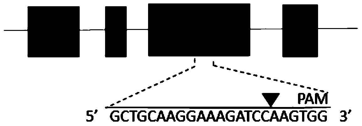 A kind of sgRNA targeting sequence specifically targeting human abcg2 gene and its application