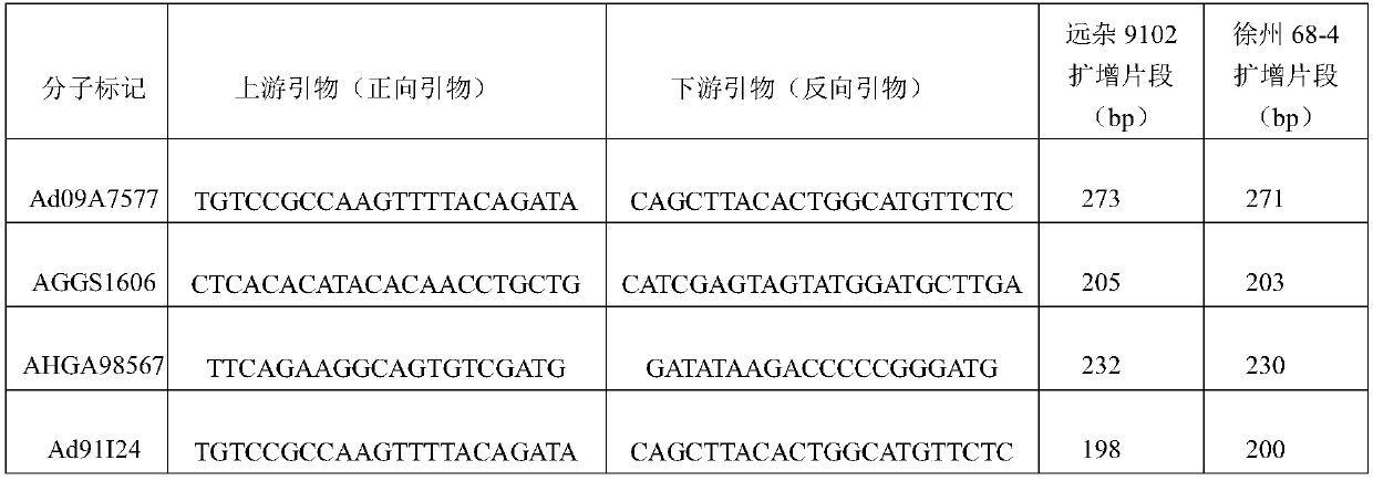 Molecular markers and their application of the main effect qtl loci of peanut kernel yield