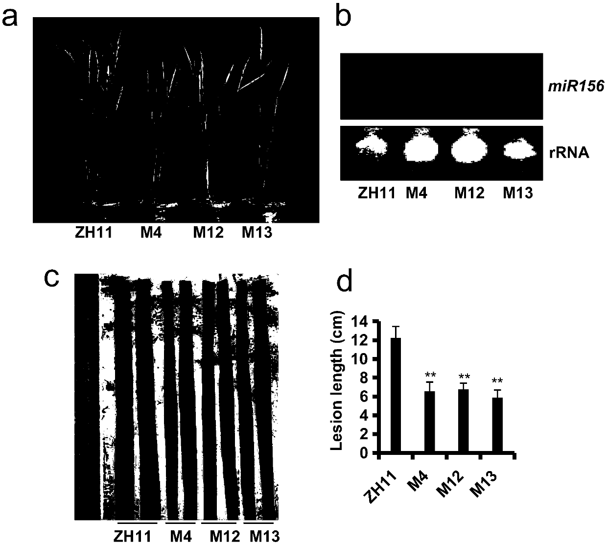 Breeding method for regulating miR156 and target gene IPA1 thereof and improving rice disease resistance and yield