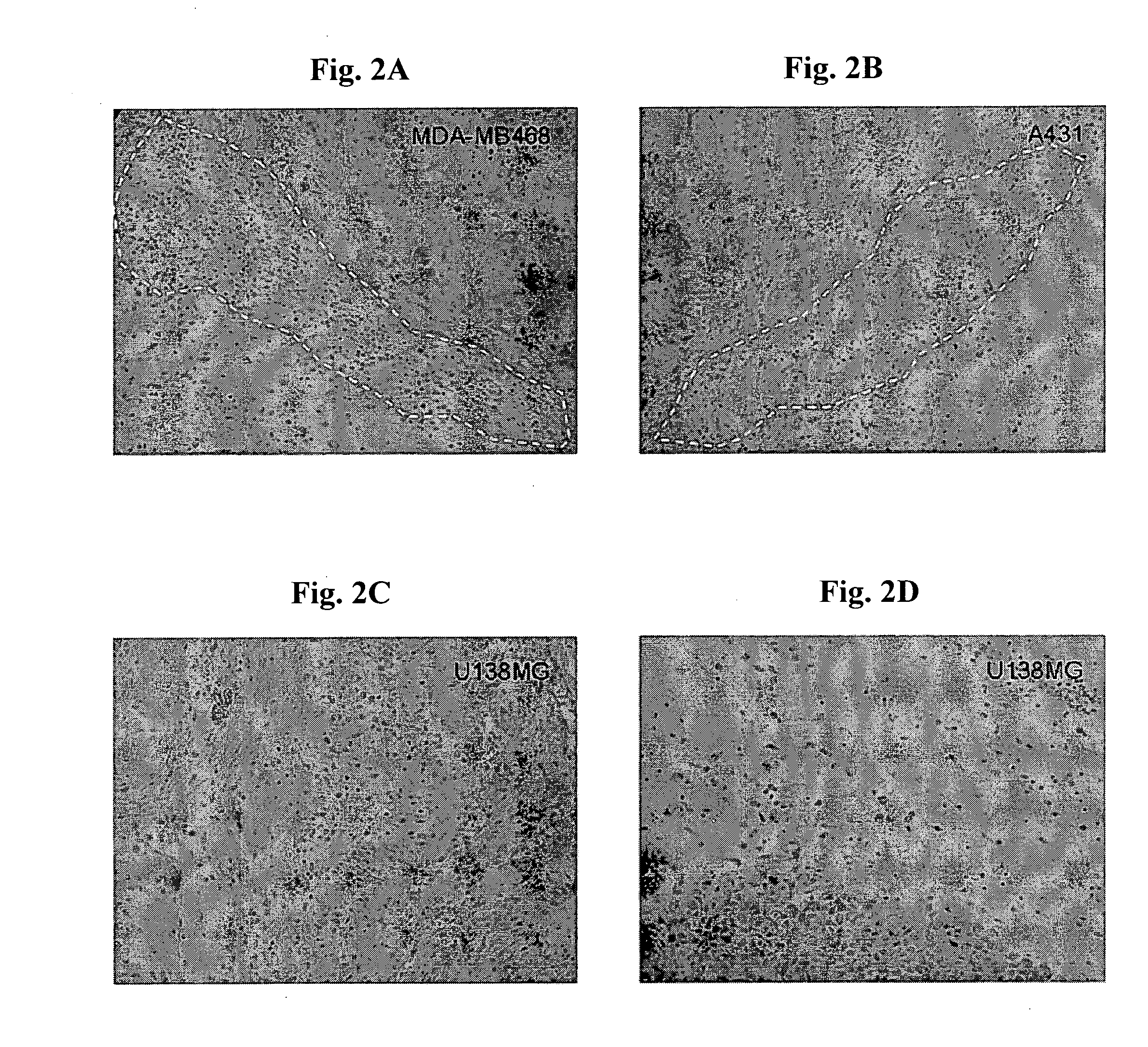 Egfr-homing double-stranded RNA vector for systemic cancer treatment