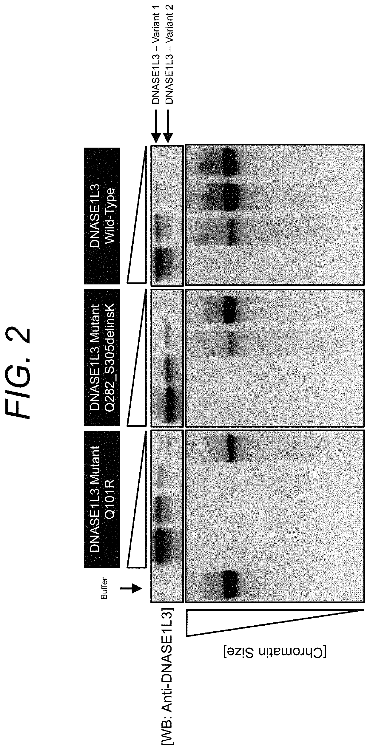 Manufacturing and engineering of DNASE enzymes for therapy