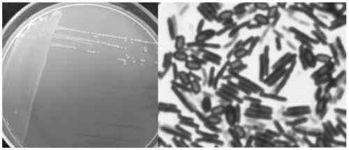 A strain of Paenibacillus cribs and its preparation and application